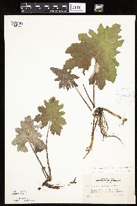 Petasites frigidus var. x vitifolius image
