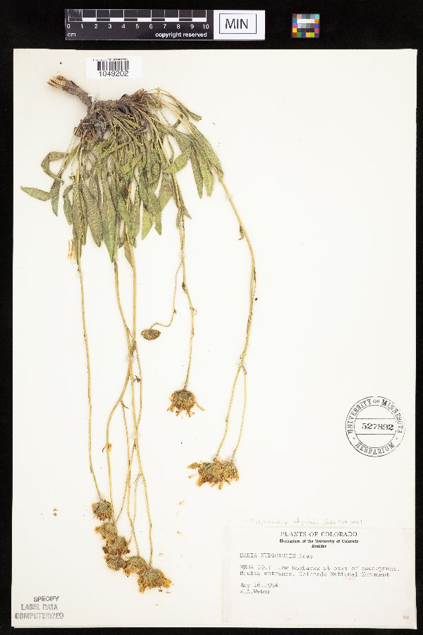 Platyschkuhria integrifolia image