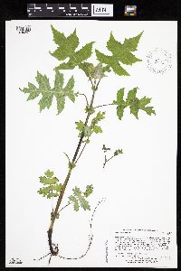 Polymnia canadensis image