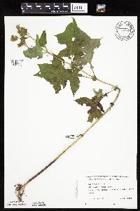 Polymnia canadensis image