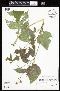 Polymnia canadensis image