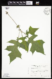 Polymnia canadensis image