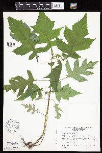 Polymnia canadensis image