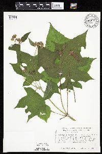 Polymnia canadensis image