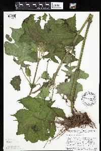 Polymnia canadensis image