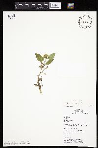 Polymnia canadensis image