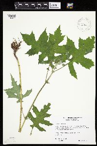 Polymnia canadensis image