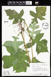 Polymnia canadensis image