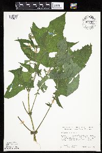 Polymnia canadensis image