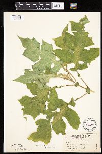 Polymnia canadensis image