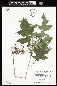 Polymnia canadensis image