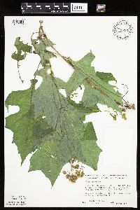 Polymnia canadensis image