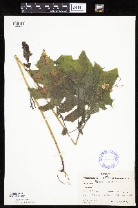 Polymnia canadensis image