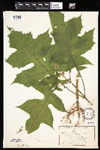 Polymnia canadensis image