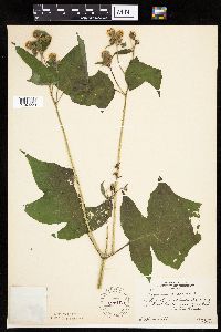 Polymnia canadensis image