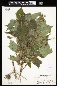 Polymnia canadensis image