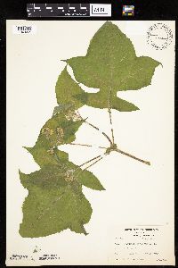 Polymnia canadensis image