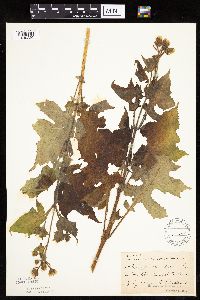 Polymnia canadensis image