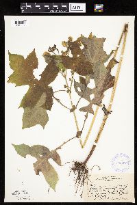 Polymnia canadensis image