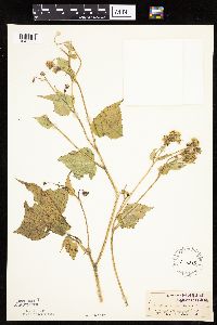 Polymnia canadensis image