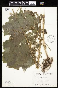 Polymnia canadensis image