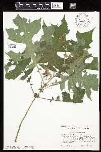 Polymnia canadensis image