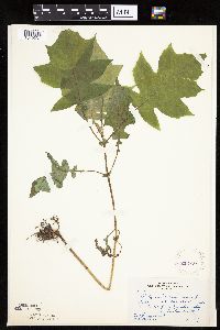 Polymnia canadensis image