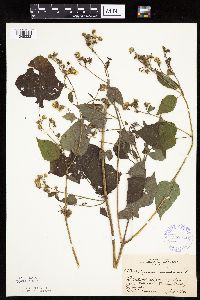 Polymnia canadensis image