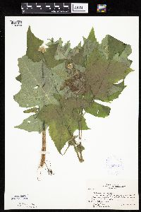 Polymnia canadensis image