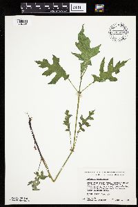 Polymnia canadensis image