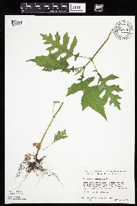 Polymnia canadensis image