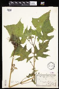 Polymnia canadensis image