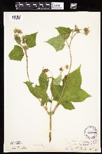 Polymnia canadensis image