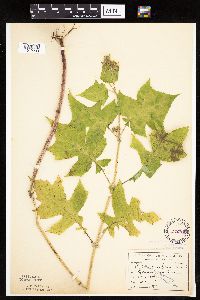 Polymnia canadensis image