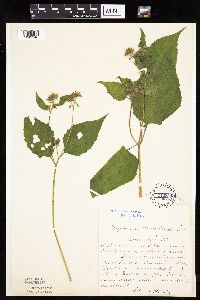 Polymnia canadensis image