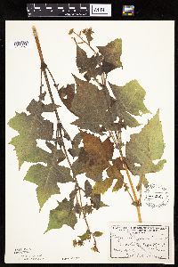 Polymnia canadensis image