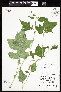 Polymnia canadensis image