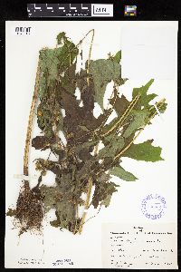 Polymnia canadensis image