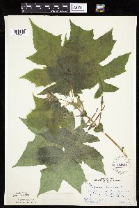 Polymnia canadensis image