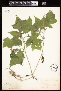 Polymnia canadensis image