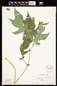 Polymnia canadensis image