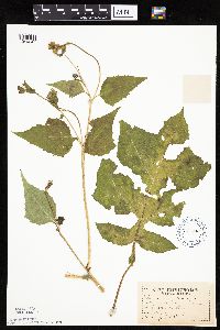 Polymnia canadensis image