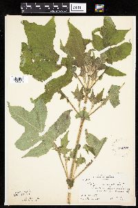 Polymnia canadensis image