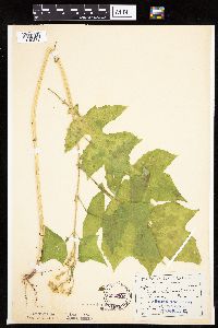 Polymnia canadensis image