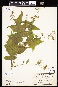 Polymnia canadensis image