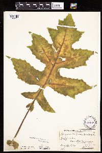 Polymnia canadensis image