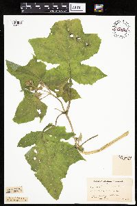 Polymnia canadensis image