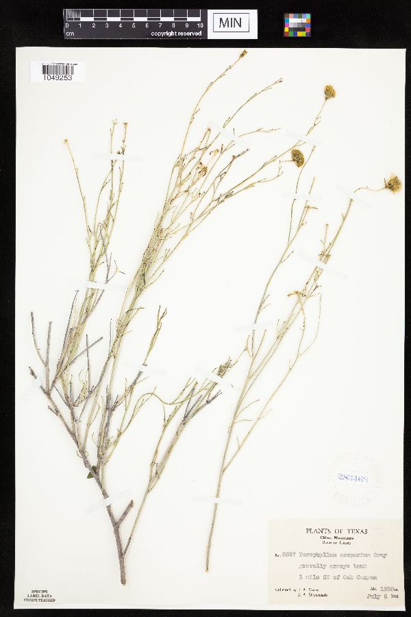 Porophyllum scoparium image