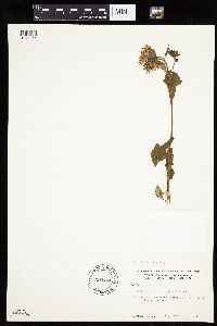 Media resource of Prenanthes alata