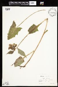 Image Associated With the Occurrence